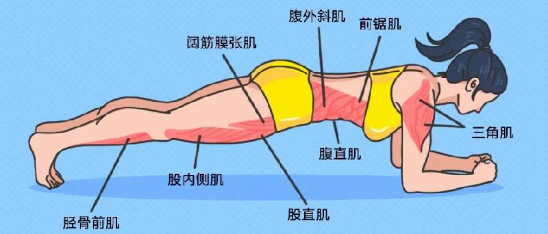 怎样做平板支撑是正确的（如何正确平板支撑）-第2张图片