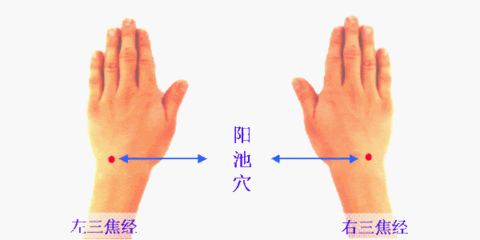 阳池穴穴位位置图及作用（阳池穴位位置图）-第3张图片