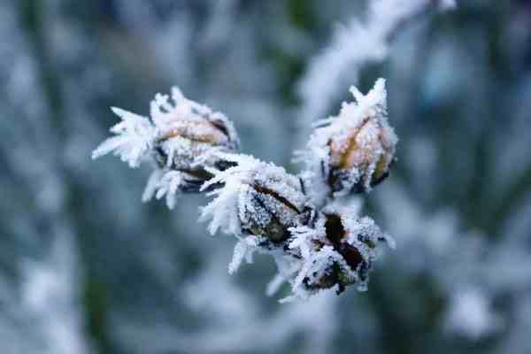 小雪节气的天气平均气温-小雪节气的天气特点是什么-第2张图片