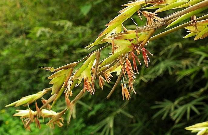 竹子开花是什么征兆（竹子开花是代表有不祥的征兆吗）-第1张图片