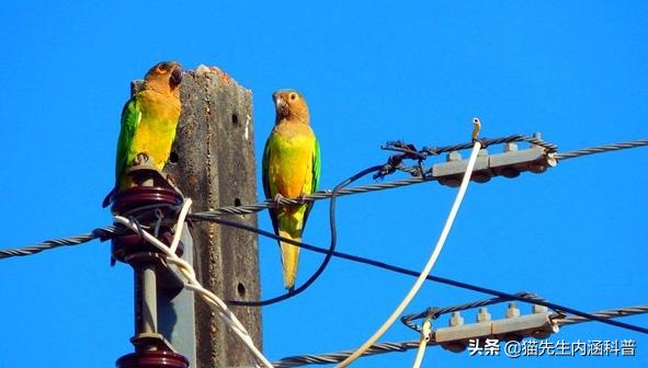 为什么小鸟站在高压线上没事（在高压线上没事情不触电）-第3张图片