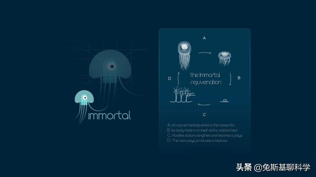 灯塔水母真的永生吗（灯塔水母寿命是永生的原因与秘密）-第2张图片