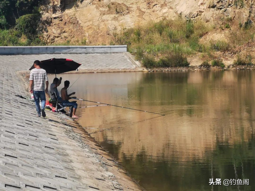 新手鲢鳙怎么钓比较好（什么天气和时间适合钓鲢鳙呢）-第2张图片