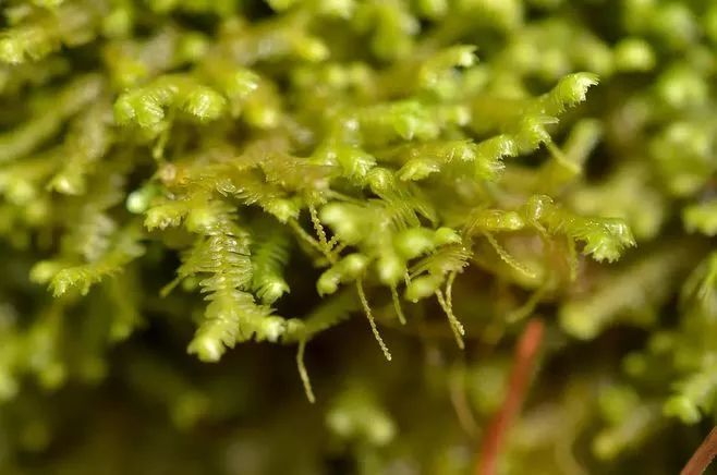 青苔属于草本植物吗，青苔属于什么蓝藻吗-第19张图片