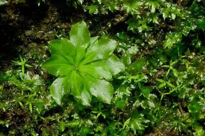 青苔属于草本植物吗，青苔属于什么蓝藻吗-第38张图片