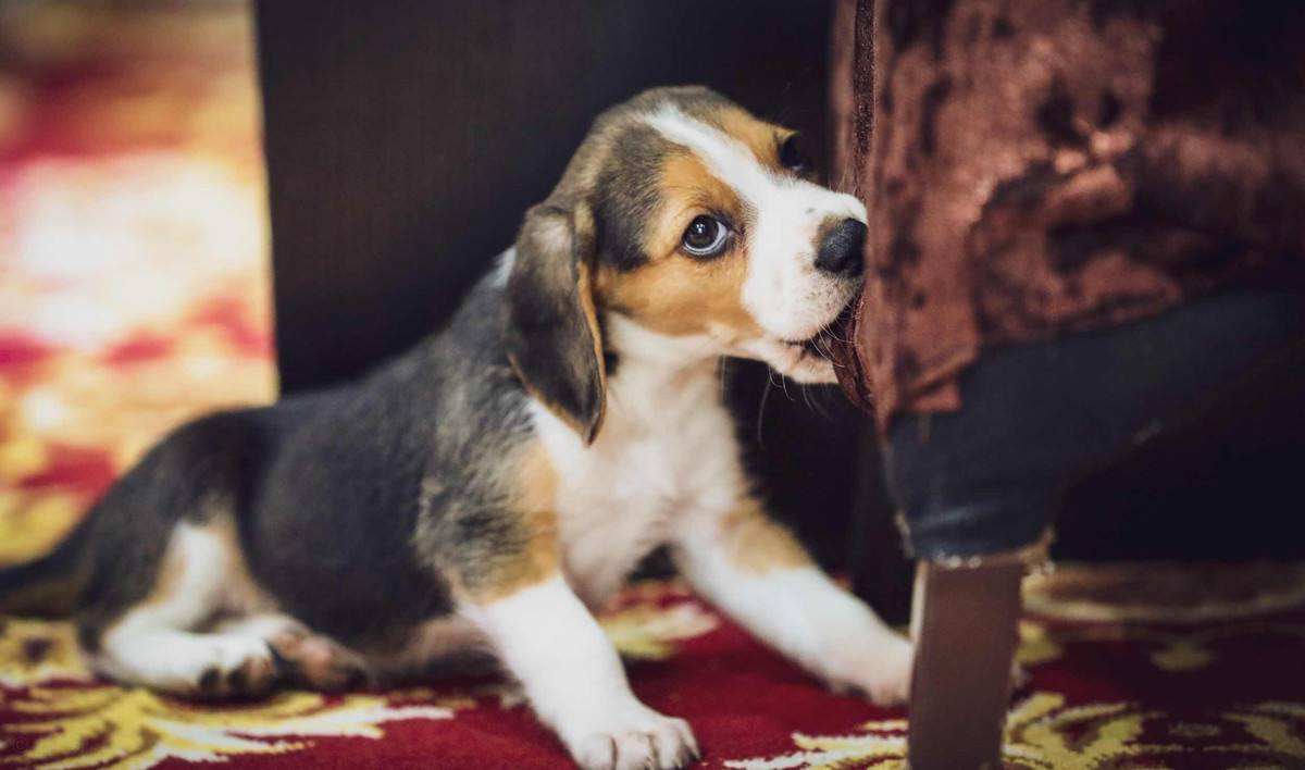 比格犬的优缺点及性格（比格犬性格的优缺点全面分析）-第5张图片