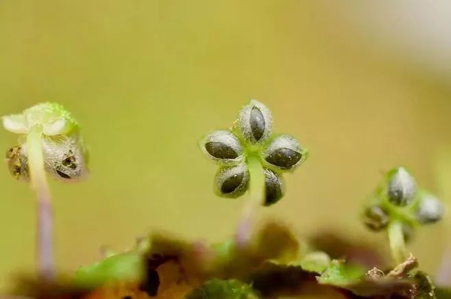 青苔属于草本植物吗，青苔属于什么蓝藻吗-第15张图片