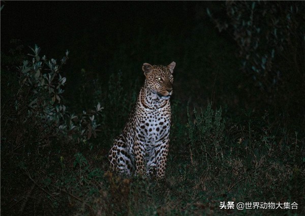 常见夜行动物有哪些（夜行动物有什么特点）-第3张图片