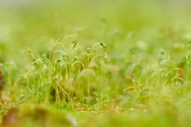 青苔属于草本植物吗，青苔属于什么蓝藻吗-第32张图片