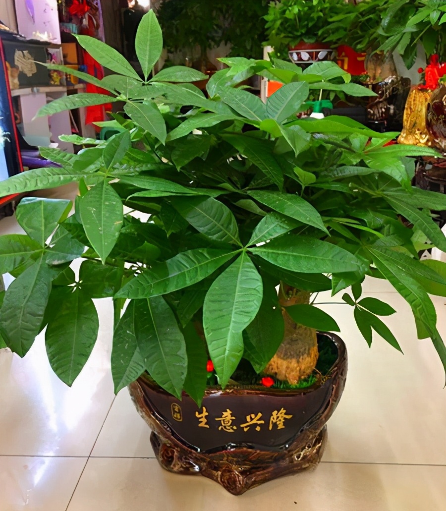 十大客厅风水植物（客厅养什么植物好养且风水又好）-第18张图片