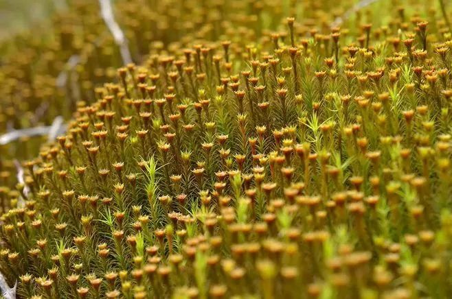 青苔属于草本植物吗，青苔属于什么蓝藻吗-第29张图片