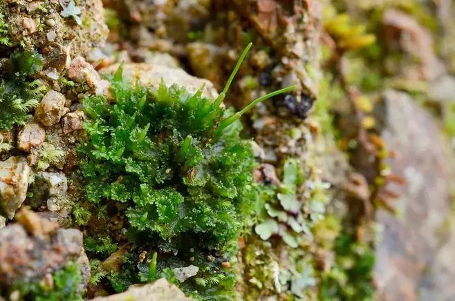 青苔属于草本植物吗，青苔属于什么蓝藻吗-第6张图片