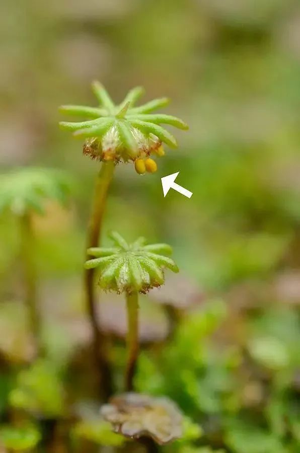 青苔属于草本植物吗，青苔属于什么蓝藻吗-第16张图片