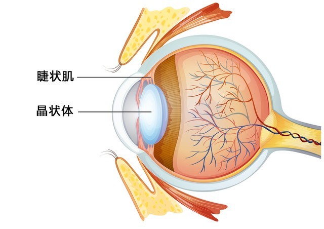 oled和lcd哪个伤眼睛(手机LCD和OLED屏幕哪个对眼睛伤害小？为什么)-第4张图片