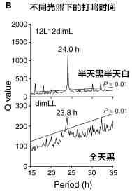 公鸡为什么打鸣（公鸡为什么会在早上打鸣）-第3张图片