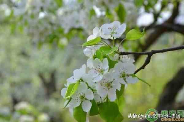 梨花是什么季节开的（花期如何养护？）-第3张图片