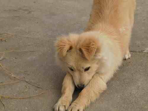 中华田园犬为什么禁养（中华田园犬到底该不该禁养）-第10张图片