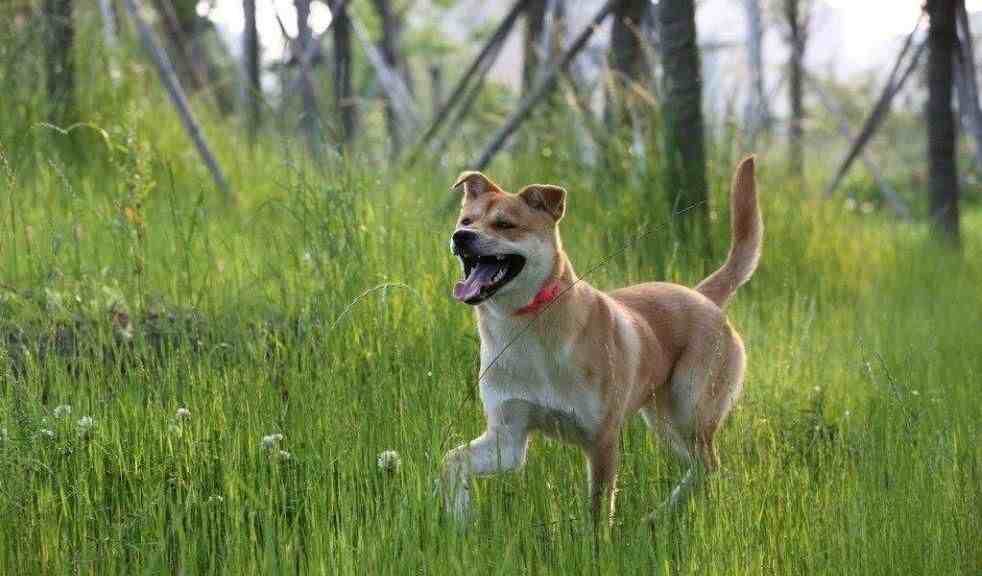 中华田园犬为什么禁养（中华田园犬到底该不该禁养）-第12张图片