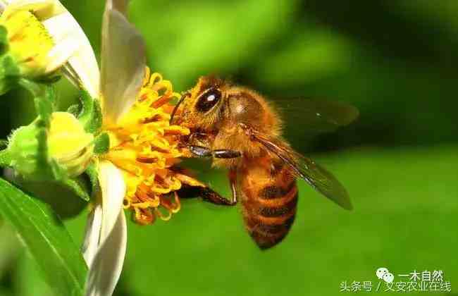 昆虫有哪些（常见昆虫图谱识别）-第3张图片