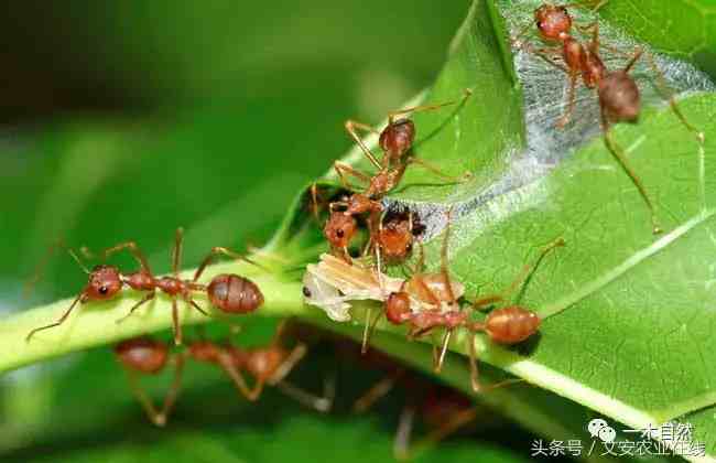 昆虫有哪些（常见昆虫图谱识别）-第15张图片