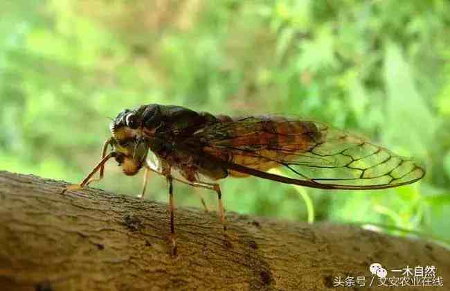 昆虫有哪些（常见昆虫图谱识别）-第16张图片