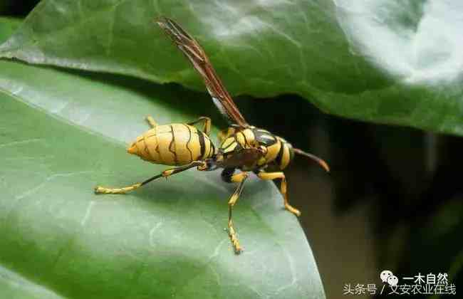 昆虫有哪些（常见昆虫图谱识别）-第18张图片