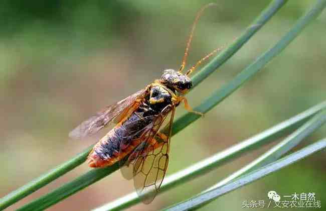 昆虫有哪些（常见昆虫图谱识别）-第19张图片