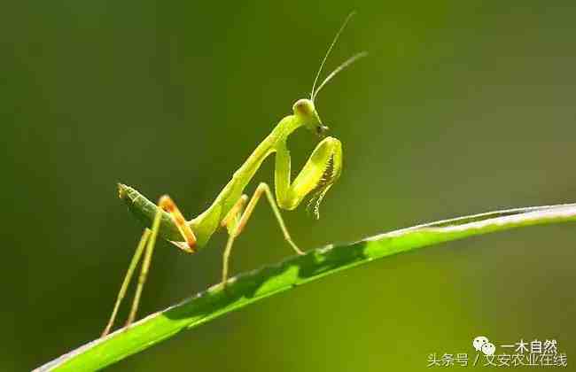 昆虫有哪些（常见昆虫图谱识别）-第33张图片