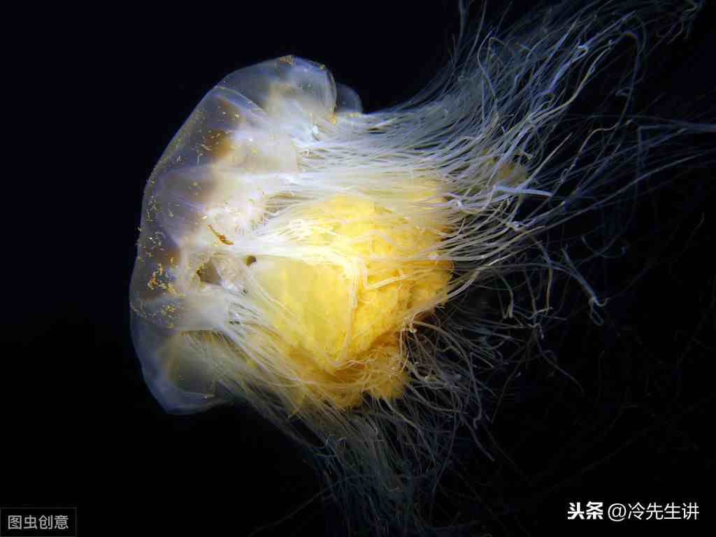 海洋生物有哪些（盘点世界10大海洋最强生物）-第11张图片