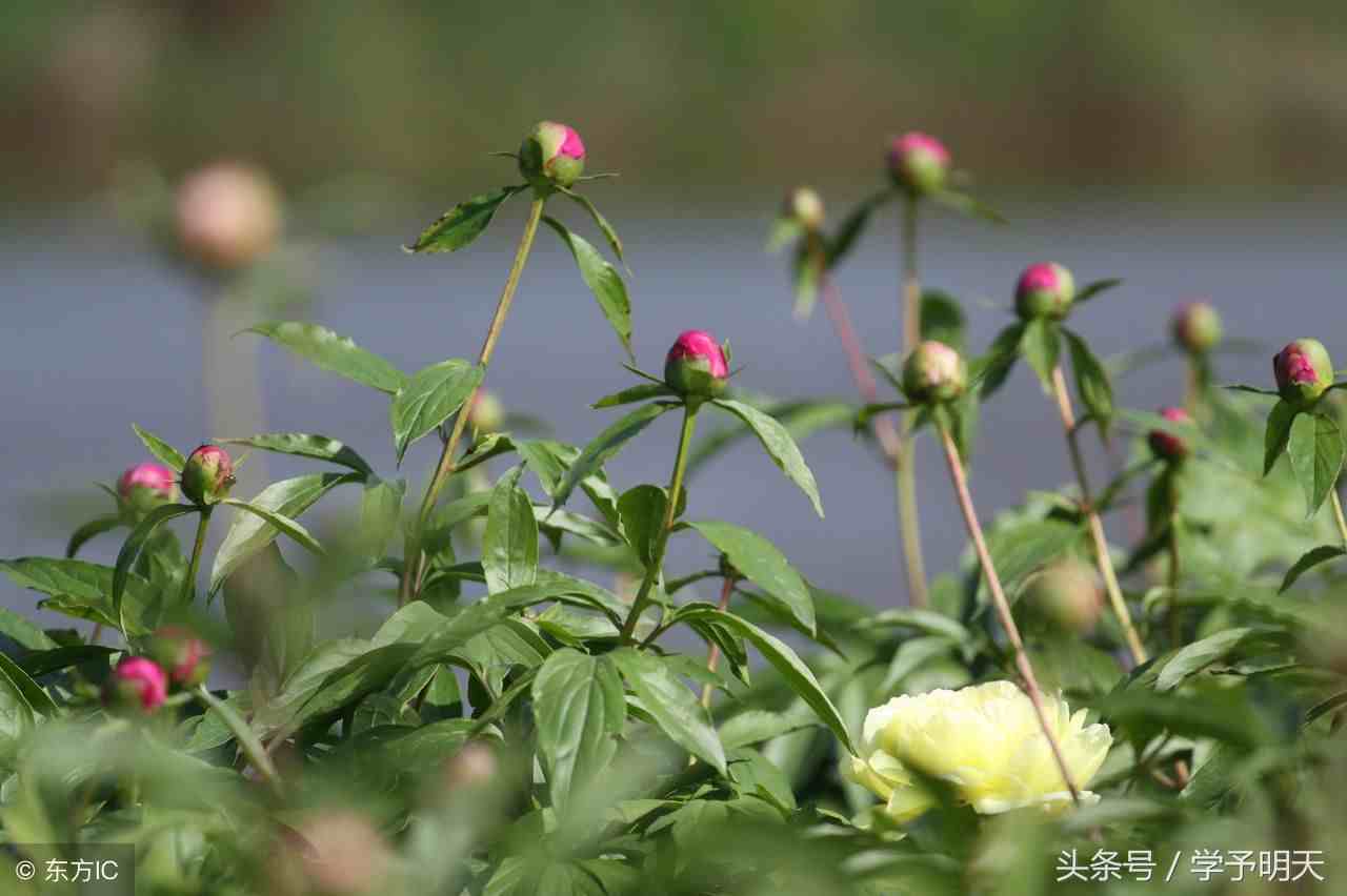 农谚有哪些（农谚你知道的都有哪些）-第2张图片