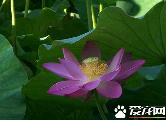 荷花什么时候开花（荷花开花的花期是什么时候）-第3张图片