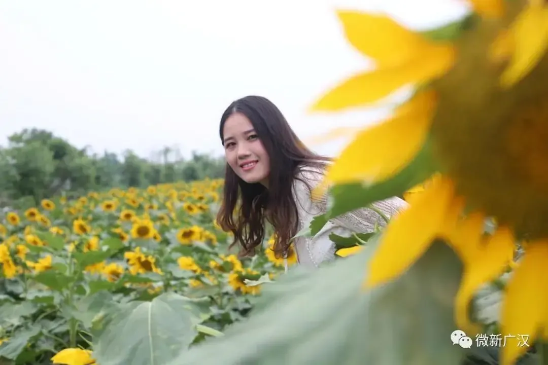 向日葵花海（向日葵花海来啦！不要门票）-第5张图片