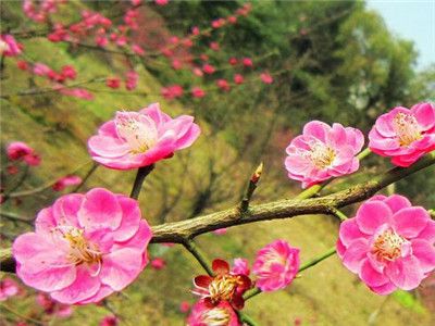 腊梅花种子（腊梅种子种植方法）-第2张图片