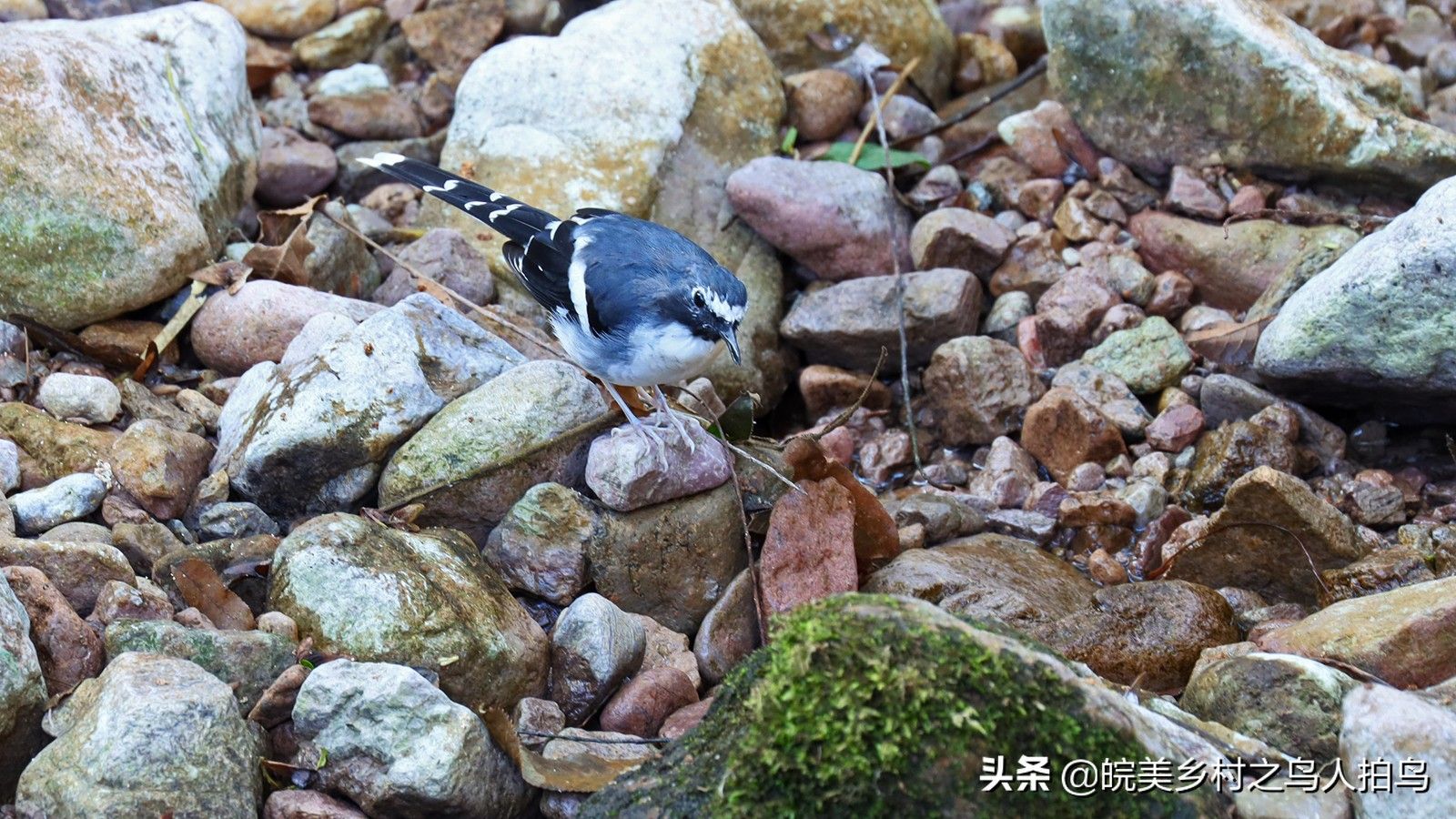 灰背燕尾（常见的三种燕尾）-第3张图片