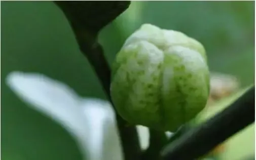 柑橘花蕾蛆（柑橘花蕾蛆的识别与综合防治）-第2张图片