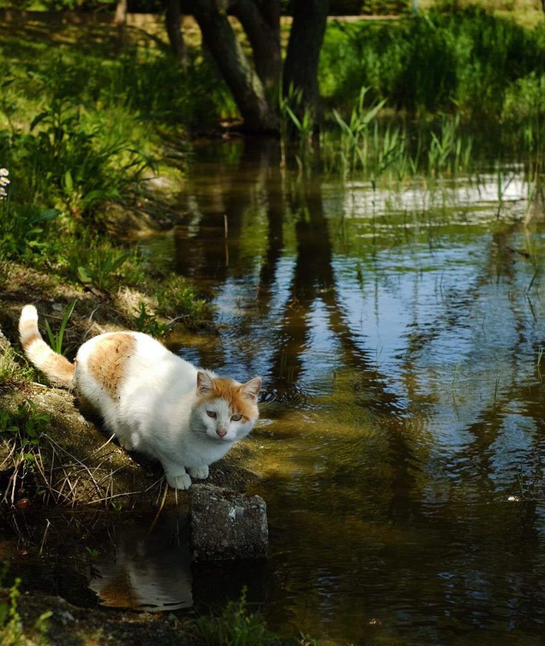 收养流浪猫（收养流浪猫的3个难题）-第6张图片