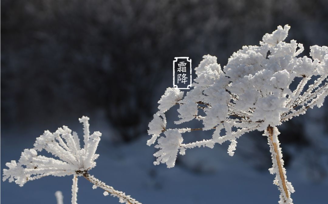 霜降节气诗（十三首霜降诗词）-第9张图片