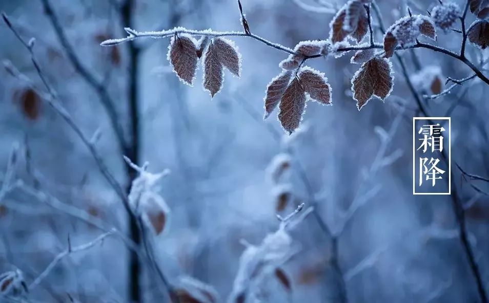 霜降节气诗（十三首霜降诗词）-第17张图片