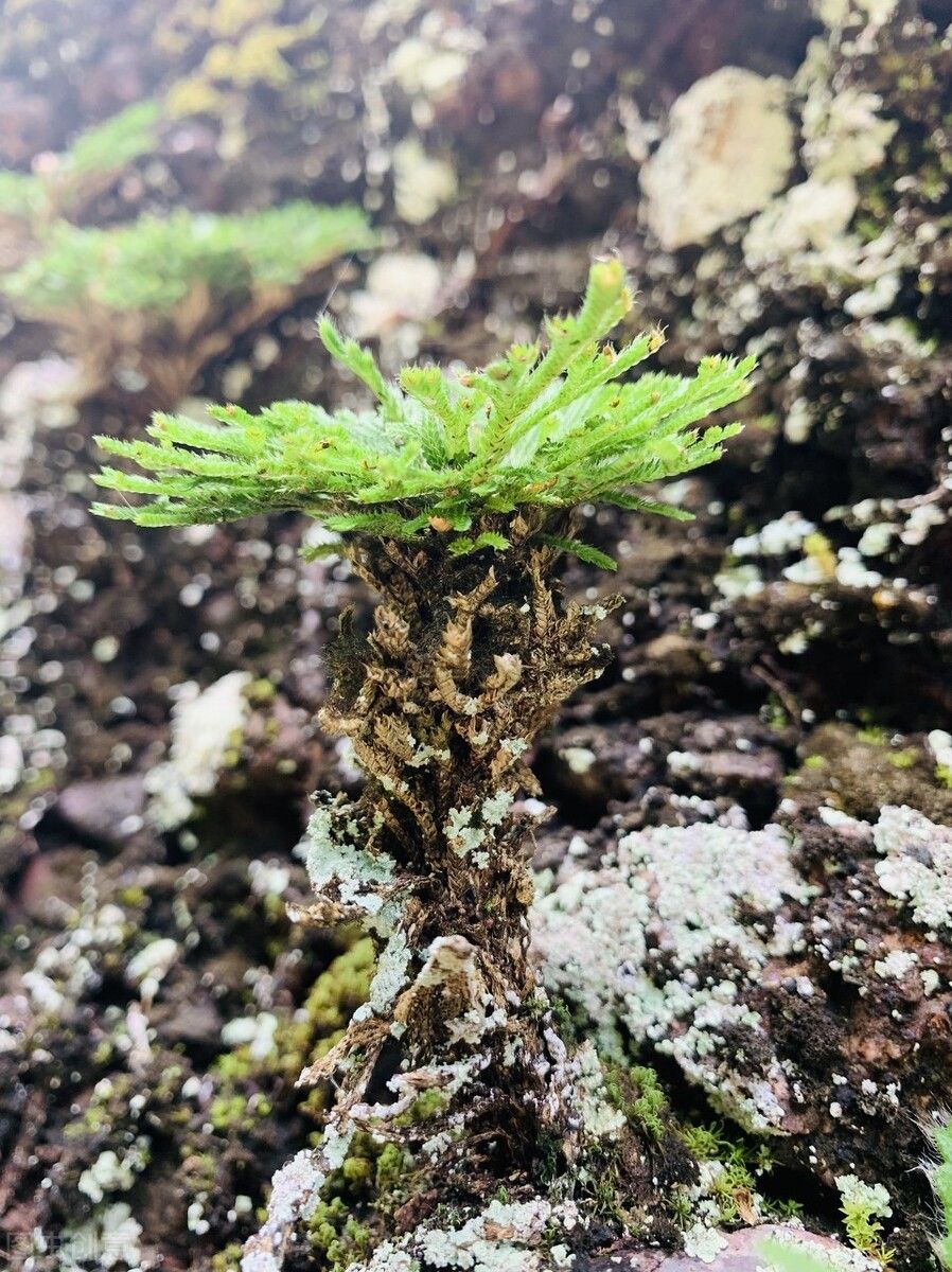 还魂草的功效和作用！（关于还魂草！）-第5张图片