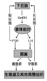 常规避孕药 （常规避孕药的用法 ）-第1张图片