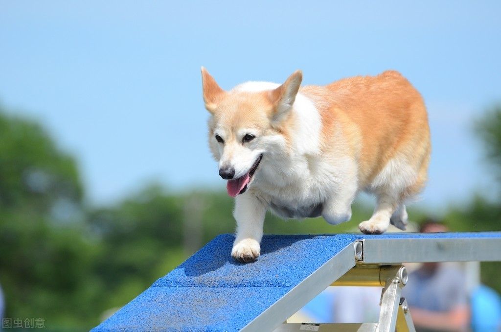 柯基犬价格！（柯基多少钱一只？）-第5张图片