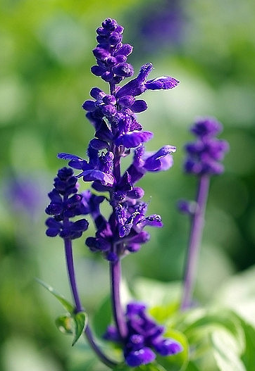 蓝花鼠尾草？（蓝花鼠尾草花语是什么？）-第1张图片