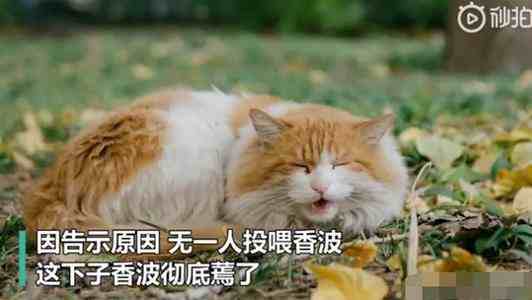 北大流浪猫因抓人被连贴12张告示-北大流浪猫抓人-第3张图片