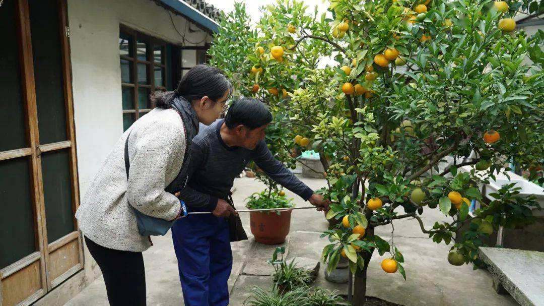 庭院十大吉祥树排名（适合北方庭院种植的吉祥树排行）-第12张图片